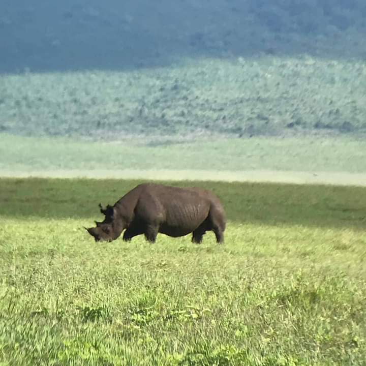 ngorongoro