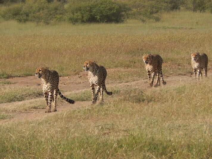 masai mara1